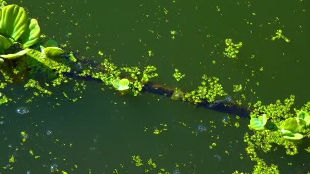 ダックウィード ウォルフィア ピスティアは湖の停滞した水の中で水面に浮かぶ — ストック動画