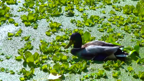 Yaban Ördeği Yaban Ördeği Anas Platyrhynchos Bitkileri Arasında Dinlenir — Stok video