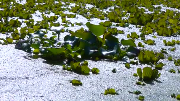 Eichhornia 水のヒヤシンスは ダックウィード ウォルフィア ピスティアの間の湖の停滞した水の中に水の表面に浮かぶ — ストック動画