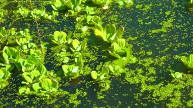 Durgun bir gölette su üzerinde yüzen su bitkileri, ördek yosunu ve kurtadam arasında Pistia stratiotları.