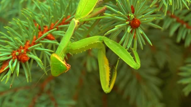 緑の捕食者ヨーロッパのマンティス Mantis Ligiosa 捕食者は緑のクリスマスツリーに狩りをする — ストック動画