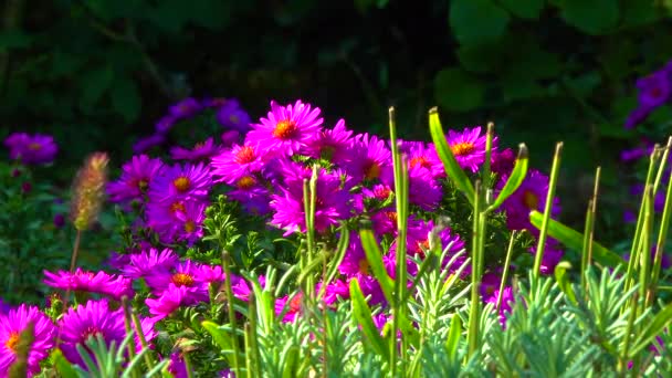 Aster Flores Que Insetos Coletam Néctar Pólen Outono Jardim — Vídeo de Stock