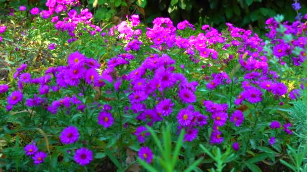 Aster Flowers Which Insects Collect Nectar Pollen Autumn Garden — Stock Video
