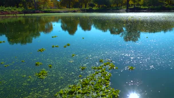 水生植物の浮遊ピスティアは 停滞池におけるダックウィードとウォルフィアの間の通り — ストック動画