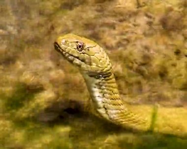 Karadeniz 'deki zar yılanı (Natrix tessellata)