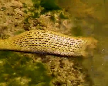Yılan balığı yuttu. Karadeniz 'deki zar yılanı (Natrix tessellata)