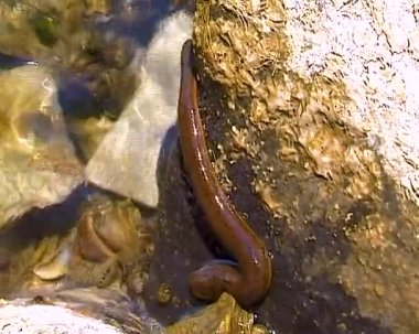 Medical leech swims in dirty water in the lake, Ukraine