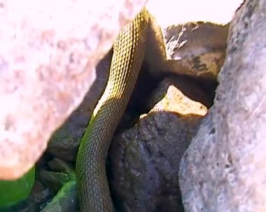 Zar yılanı Natrix Tessellata. Bir su yılanı bir Goby balığı yakaladı ve onu yutmaya çalıştı.
