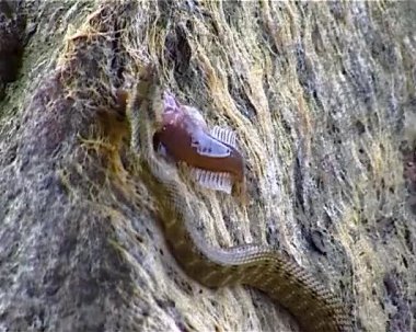 Zar yılanı Natrix Tessellata. Bir su yılanı bir Goby balığı yakaladı ve onu yutmaya çalıştı.