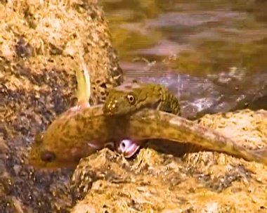 Zar yılanı Natrix Tessellata. Bir su yılanı bir Goby balığı yakaladı ve onu yutmaya çalıştı.