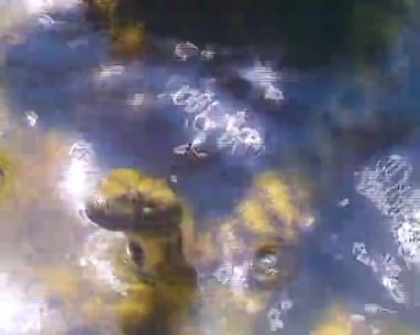 Karadeniz 'deki zar yılanı (Natrix tessellata)