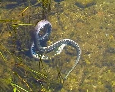 Zar yılanı (Natrix tessellata), sudaki ölü yılan, vahşi yaşam ekolojisi