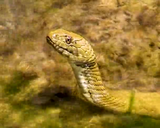黒海のサイコロ蛇 ナトリクス テッセラータ — ストック動画
