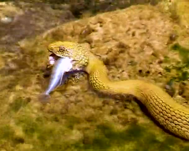 骰子蛇Natrix Tessellata 一条水蛇抓住了一条小鱼 想把它吞下去 — 图库视频影像