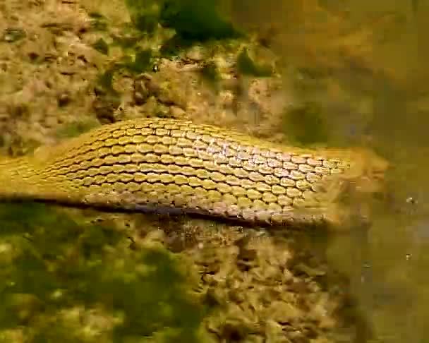 蛇吞了鱼 黑海的骰子蛇 Natrix Tessellata — 图库视频影像