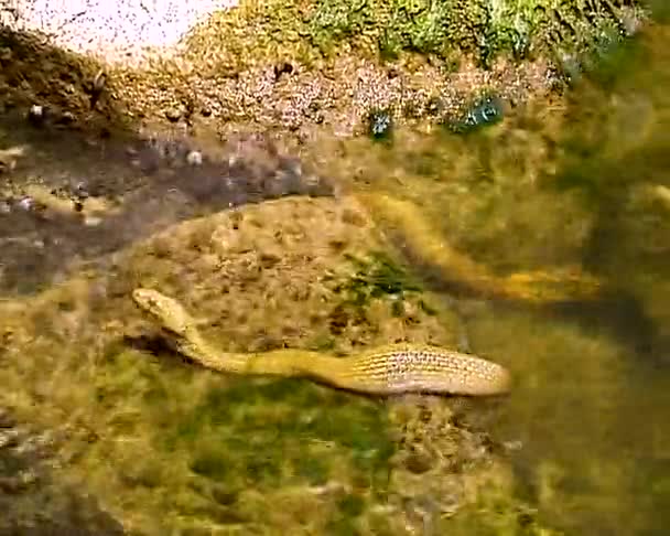 Die Schlange Verschluckte Den Fisch Die Würfelnatter Natrix Tessellata Schwarzen — Stockvideo