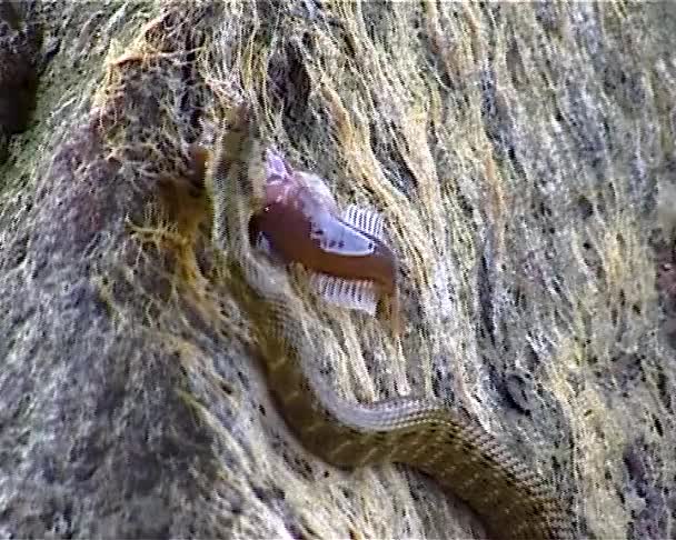 サイコロヘビのナトリックス テッセラータ 蛇がゴビーの魚を捕まえて飲み込もうとした — ストック動画