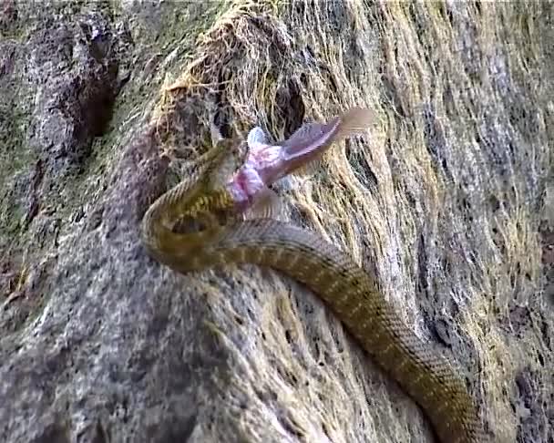 骰子蛇Natrix Tessellata 一条水蛇抓住了一条小鱼 想把它吞下去 — 图库视频影像