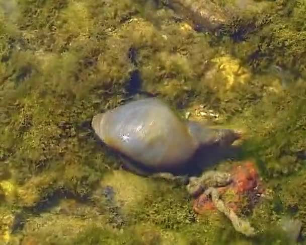 Large Great Pond Snail Lymnaea Stagnalis Shallow Water Lake Yalpug — Stock Video