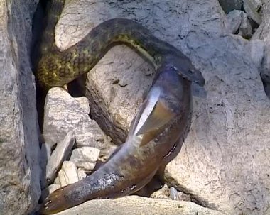 Zar yılanı Natrix Tessellata. Bir su yılanı bir Goby balığı yakaladı ve onu yutmaya çalıştı.