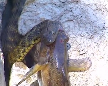 Zar yılanı Natrix Tessellata. Bir su yılanı bir Goby balığı yakaladı ve onu yutmaya çalıştı.