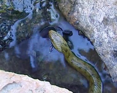Zar yılanı Natrix Tessellata. Bir su yılanı bir Goby balığı yakaladı ve onu yutmaya çalıştı.