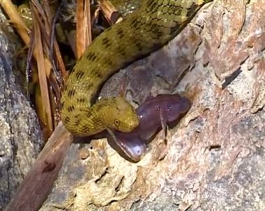 Zar yılanı Natrix Tessellata. Bir su yılanı bir Goby balığı yakaladı ve onu yutmaya çalıştı.