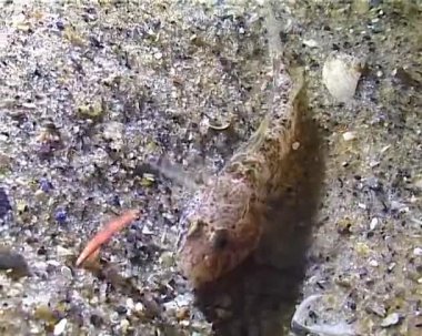 Küçük bir balık olan Gobius, fener ışığında geceleri polichaetes yakalar ve onları yer, Karadeniz 'i.