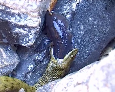 Zar yılanı Natrix Tessellata. Bir su yılanı bir Goby balığı yakaladı ve onu yutmaya çalıştı.