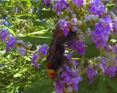 Wasp (Scolia hirta) collects nectar from blooming flowers