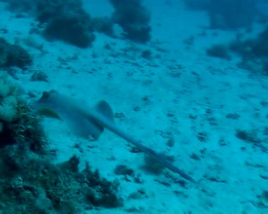 (Taeniura lymma) Bluespotted ribbontail vatozu Kızıl Deniz 'deki mercanlar arasında, Marsa Alam, Mısır