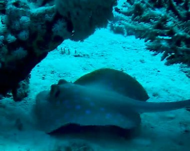 (Taeniura lymma) Bluespotted ribbontail vatozu Kızıl Deniz 'deki mercanlar arasında, Marsa Alam, Mısır