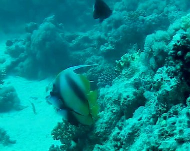 Kızıl Deniz Balığı. Kızıl Deniz Sancak Balığı (Heniochus intermedius), mercan resifinin üzerinde yüzer.