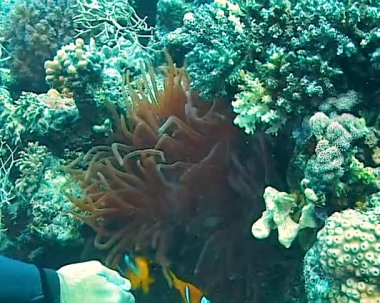 Palyaço balığı, Anemonefish (Amphiprion ocellaris) anemonların dokunaçları arasında yüzer, balık ve anemonların ortak yaşamı, Kızıl Deniz