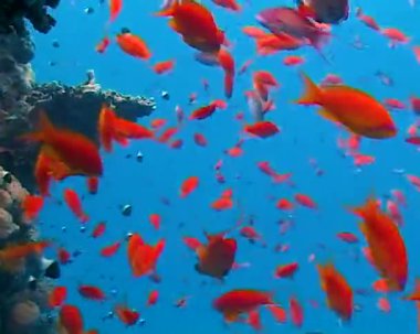 Tropikal balık ve mercanlarla dolu güzel sualtı manzarası. Hayat mercan kayalıkları. Mısır