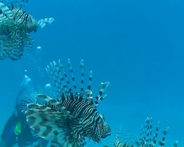 Tehlikeli zehirli balık yaygın aslan balığı (Pterois volitans), Mısır 'ın Kızıldeniz bölgesindeki bir mercan resifinde avlanır.