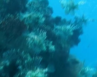 Tehlikeli zehirli balık yaygın aslan balığı (Pterois volitans), Mısır 'ın Kızıldeniz bölgesindeki bir mercan resifinde avlanır.