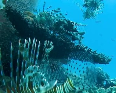 Tehlikeli zehirli balık yaygın aslan balığı (Pterois volitans), Mısır 'ın Kızıldeniz bölgesindeki bir mercan resifinde avlanır.