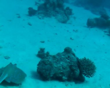 Taeniura lymma - Bluespotted ribbontail vatozu Kızıl Deniz 'deki mercanların arasında, Marsa Alam, Mısır
