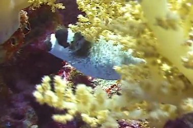 Maskeli kirpi balığı (Arothron diadematus) mercan resifinde yüzer ve yer - Kızıldeniz