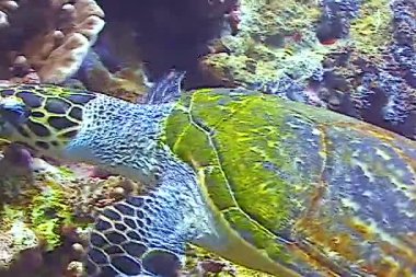 Atlantik Şahinleri Deniz Kaplumbağası (Eretmochelys imbricata), Kızıl Deniz