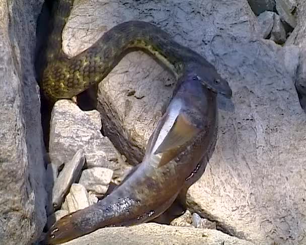 Φίδι Ζάρια Natrix Tessellata Ένα Νερόφιδο Έπιασε Ένα Ψάρι Γκόμπι — Αρχείο Βίντεο