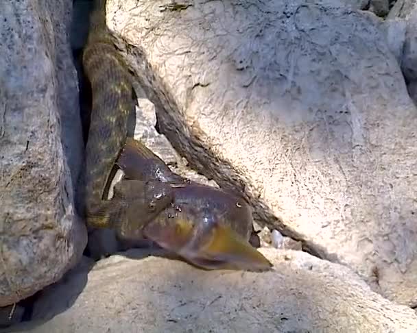 Змея Натрикс Тесселлата Водяная Змея Поймала Рыбу Гоби Пытается Проглотить — стоковое видео