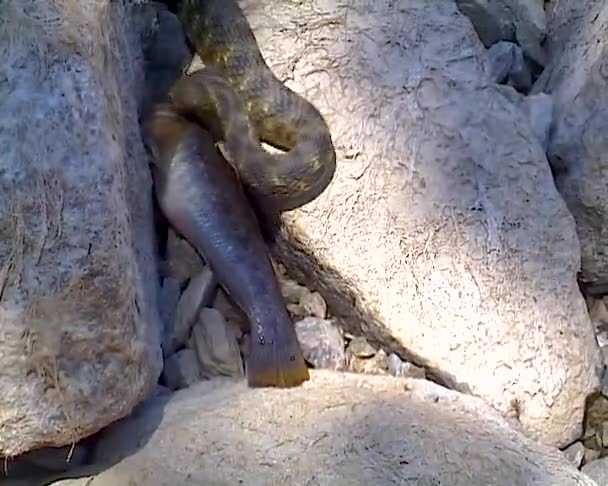 Serpente Dado Natrix Tessellata Serpente Acqua Catturato Pesce Goby Cerca — Video Stock