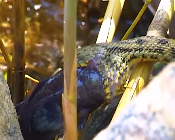 Tärningsormen Natrix Tessellata Vattenorm Fångade Goby Fisk Och Försöker Svälja — Stockvideo