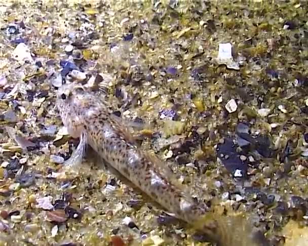 Ένα Μικρό Ψάρι Gobius Πιάνει Πολυχαϊτες Νύχτα Υπό Φως Ενός — Αρχείο Βίντεο