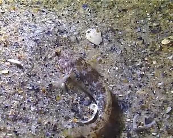 Seekor Ikan Kecil Gobius Menangkap Polychaetes Malam Hari Dalam Cahaya — Stok Video