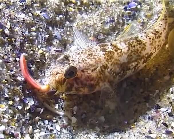 Malá Ryba Gobius Chytá Noci Polychety Světle Lucerny Černé Moře — Stock video