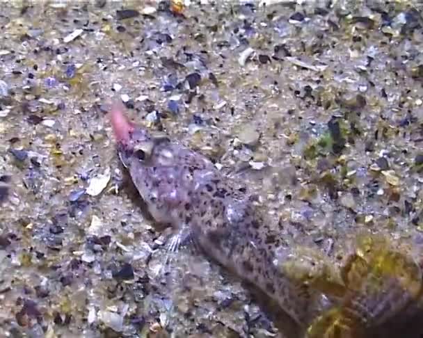 Ένα Μικρό Ψάρι Gobius Πιάνει Πολυχαϊτες Νύχτα Υπό Φως Ενός — Αρχείο Βίντεο