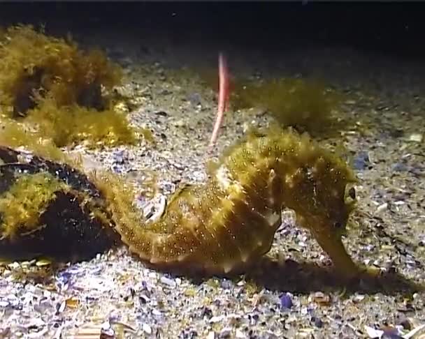 Short Snouted Seahorse Hippocampus Hippocampus Hiding Mussels Black Sea — Stock video